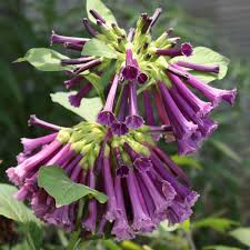 Image result for Iochroma