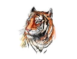 3,000+ vectors, stock photos & psd files. Tiger Face Silhouette Images Free Vectors Stock Photos Psd