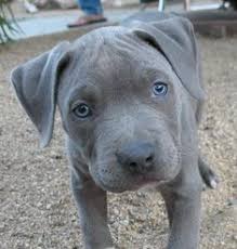 Both the american staffordshire and the american pit bull can trace their roots to 19th century england and scotland, when bulldogs and terriers were bred to compete in dog fights. 20 Blueline Pitbull Ideen Blueline Pitbull Hunde Schone Hunde