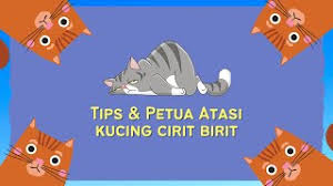 Jika mengalami cirit birit, ambil pucuk jambu batu beberapa helai, cuci dan makan begitu sahaja. Kucing Cirit Birit Cara Merawat Tanpa Makan Ubat Anak Bukit Besi Blog