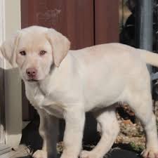 But where does the champagne lab coat color come from? Remy Labrador Retriever Puppy 632183 Puppyspot