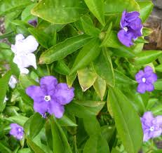 Image result for Brunfelsia australis