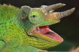 What S With All These New Chameleon Names Part 1 Scientific American Blog Network They are slightly more aggressive creatures, and resemble chameleons in the way they have bulging eyes that can look independently. chameleon names