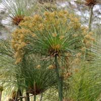 Image result for Cyperus hemisphaericus