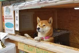 Doge, dog, shiba, meme, doggo, slang, shibe, inus, shibas, comic sansatsuko sato, rescue dog, japan, memes, shiba inu, suki. Meet The Dog That Runs A Sweet Potato Stand In Japan Lonely Planet