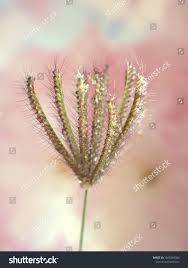 Image result for Eustachys paspaloides