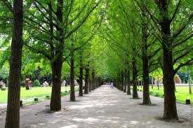 Keindahan musim luruh pada pertengahan november ini membuatkan permandangan di nami island ini sangat indah dan menarik. Nami Island Korea Selatan Pulau Wisata Indah Nan Romantis Di Seoul Trip Dan Tour Ke Korea
