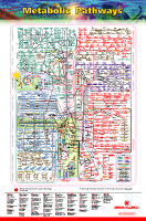 Iubmb Nicholson Metabolic Pathways Chart