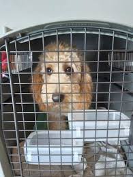 Hindustanrelocator is one of the best relocation company in arumbakkam chennai. 24 International Pet Transport Ideas Pet Transport Pet Relocation Pet Shipping