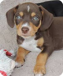 Americanlisted features safe and local classifieds for everything you need! Doxle Beagle X Dachshund Mix Info Temperament Puppies Pictures
