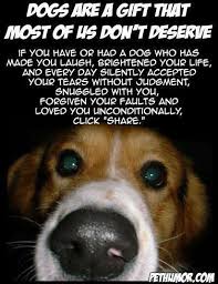 Dogs Are A Gift Most Of Us Don T Deserve Dog Love Dog Quotes Dogs