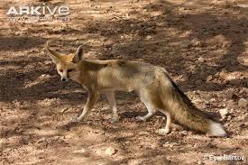Ruppel S Fox