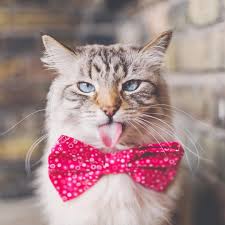Happy Tot Cat See More Of Alice Finnegan And Puppy Oliver On Their Pet Account Pitterpatterfurryfeet See More Of Oliver And
