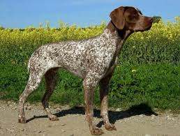 Black And Brown Dog Breeds Medium Braque Francais Pictures Hunting Dogs Hunting Dogs Breeds German Shorthaired Pointer