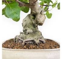 Ficus Carica - Fig - 65 cm