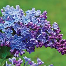 Lilacs can live for hundreds of years and they bloom in a wide array of colors such as white, purple, red, yellow, and orange, to name a few. Wonder Blue Lilac Spring Hill Nurseries