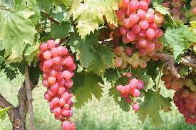 Growing grapes in texas can prove to be a difficult task, especially given the type of hot climate that it experiences in the summer. Growing Grapes In Your Backyard Is Not Just An Indulgent Fantasy