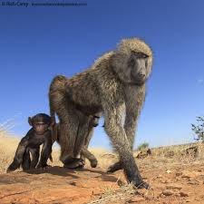 Rich Carey On Instagram Olive Baboons In Kenya Using Camtraptions Pir Sensor And Canon Eos60d Baboon Camtraption Camtra Baboon Animals Beautiful Primates