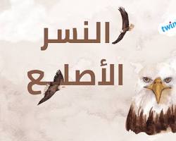 Image of النسر الأصلع