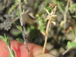 Image result for Pegolettia senegalensis