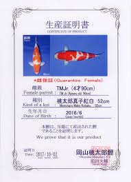 June 20 at 6:00 pm ·. Koi Com Koi Details Momotaro Kohaku