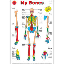 The bones of the upper limb. Skeleton Poster Human Body Anatomy Skeletal Wall Chart Art Posters Art