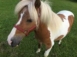 Ewe pet petting zoo and pony ride parties. Host A Farm Birthday Party In Nj At New Joy Farm