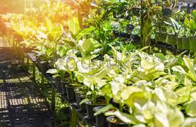 An orchid for a roof. Orchid Nursery Farm And Flower Green Plant Growing And Hanging Stock Photo Crushpixel