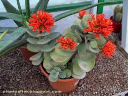 Plantas Y Flores Kalanchoe Farinacea Cactus Y Suculentas Plantas Suculentas Plantas Exoticas