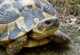 Picture by carly lesser & art drauglis How Long Can Turtles Live Turtle Lifespan