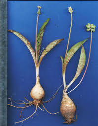 Image result for Drimiopsis