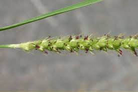 Image result for Setaria kagerensis