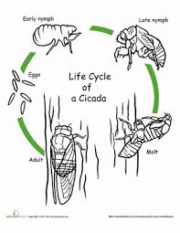 Set off fireworks to wish amer. Color The Life Cycle Cicada Worksheet Education Com
