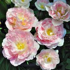 Toprak yapısı nasıl olmalı ? Angelique Lale Sogani Lale Sogani Satisi Lale Sogani Cesitleri 7 90 Tl