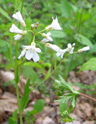 Image result for Cardamine