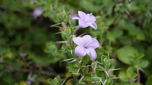 Image result for Barleria mackenii