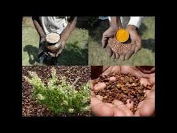 Image result for Lipocarpha nana