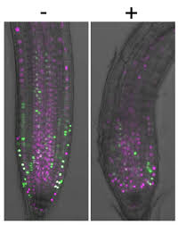 Check spelling or type a new query. Three Rings Stop Cell Division In Plants Eurekalert