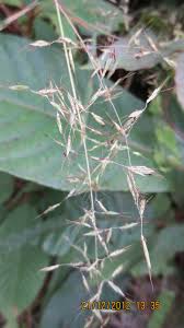 Image result for Capillipedium parviflorum