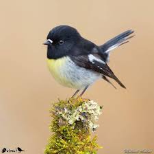 Tomtit Petroica Macrocephala New Zealand Photographer Mikullashbee Congratulations On Your Nab Sho Bird Pictures Beautiful Birds Bird