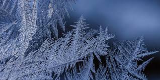During certain times of the year (such as summer and winter), dogs and cats are more exposed to antifreeze. Antifreeze Poisoning International Cat Care