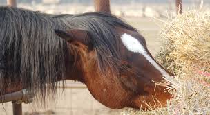 Botulismus kann durch die aufnahme des exotoxins oder die bildung des. Pferdeheu Was Sie Daruber Wissen Sollten