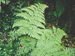 Image result for Diplazium humbertii