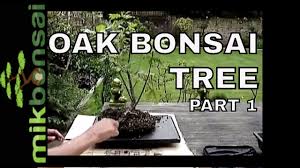 Water the oak thoroughly when the soil gets dry, but avoid constant soil wetness. Bonsai Demonstration How To Bonsai Oak Trees Part 1 Nursery Plant To Bonsai Tree Mikbonsai Youtube