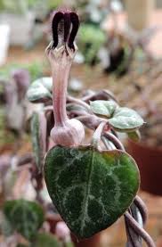 Image result for Ceropegia breviflora