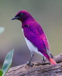 nature is lit on twitter in 2021 beautiful birds cute birds starling