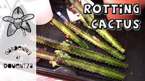 The african milk tree does best in full to partial sun but is also growing good if placed in partial shade. Save A Rotting Cactus Propagating Euphorbia Trigona Youtube