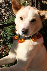 Kukur Tihar Nepal Dog Festival 2021 In Kathmandu Dates Dogs Animal Room Festivals Around The World