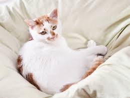 5 best brands for 2021 revealed! Cat Diarrhea 5 Treatment Options You Should Try Petmd