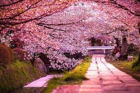 Cherry Blossom Season In Japan Beautiful Streets Cherry Blossom Festival Blossom Trees